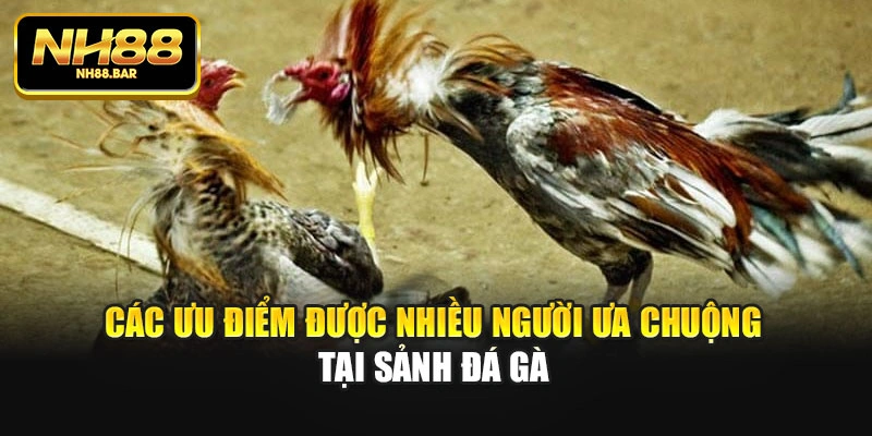 Các ưu điểm được nhiều người ưa chuộng tại sảnh đá gà