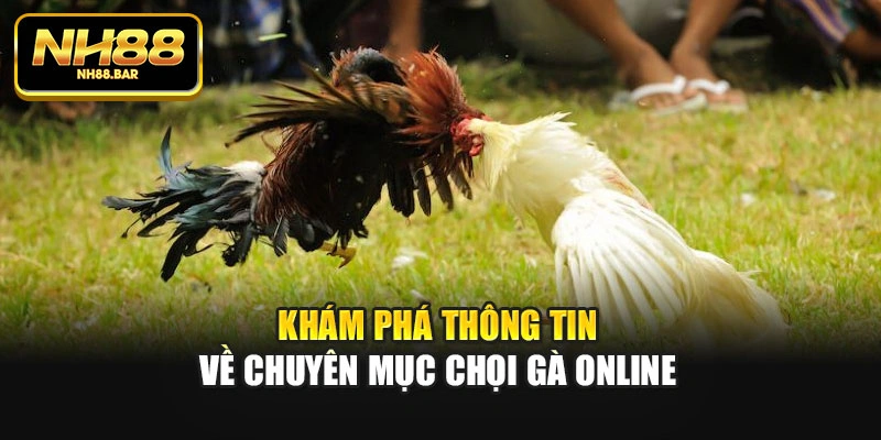 Khám phá thông tin về chuyên mục chọi gà online