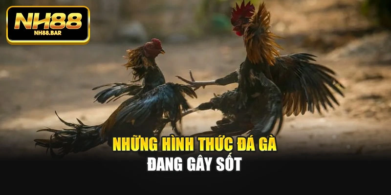 Những hình thức đá gà đang gây sốt
